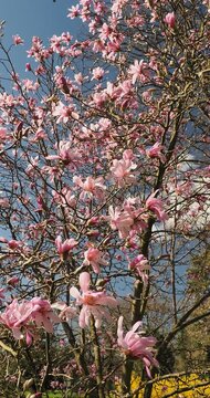 (Magnolia loebneri) Arbuste aux branches nues et dress&eacute;es du Magnolia de Loebner orn&eacute;es de fleurs &eacute;toil&eacute;es l&eacute;g&egrave;rement spatul&eacute;es et incurv&eacute;es blanc ros&eacute; et nacr&eacute;, flottant l&eacute;g&egrave;rement dans le vent