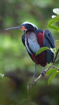 Striking tricolored heron displays vibrant plumage and delicate head feathers while perched on a narrow branch surrounded by lush green tropical foliage