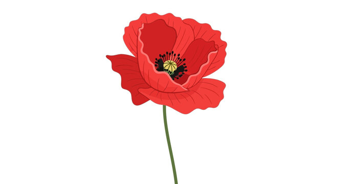 Vector red poppy flower illustration