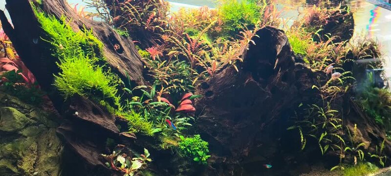 4K relaxing aquarium video, red shiner fish swimming peacefully in lush green planted tropical tank for meditation and stress relief background

