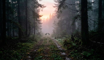 Obraz premium morning in the forest