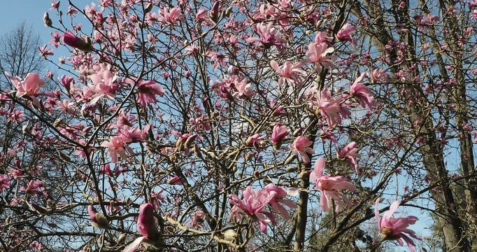 Magnolia &times; loebneri 'Leonard Messel' | Magnolia de Loebner, arbuste ornemental florif&egrave;re couverts de bourgeons et d'abondantes fleurs printani&egrave;res &eacute;toil&eacute;es roses avant feuillaison
