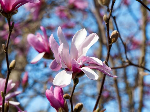 Magnolia hybride de Loebner (Magnolia &times; loebneri) Fleurs &eacute;toil&eacute;es &agrave; t&eacute;pales blanc ros&eacute; et nacr&eacute; avec &eacute;tamines rose p&acirc;le sur branche nue avant l'apparition du feuillage
