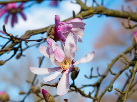 Tiges nues du Magnolia de Loebner 'Leonard Messel'  (Magnolia &times; loebneri).portant un bourgeon soyeux, rose fonc&eacute;, incurv&eacute;s et une fleur &eacute;toil&eacute;e &agrave; p&eacute;taloides blanc ros&eacute;, coeur fonc&eacute;, &eacute;tamines jaune
