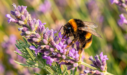bee on a flower © Александр Арендарь