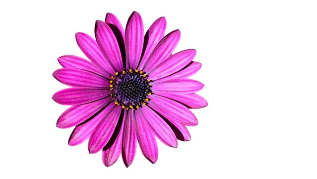 Cape Marguerite: a species of perennial ornamental plant, its botanical name is Dimorphotheca ecklonis (isolated on white background).