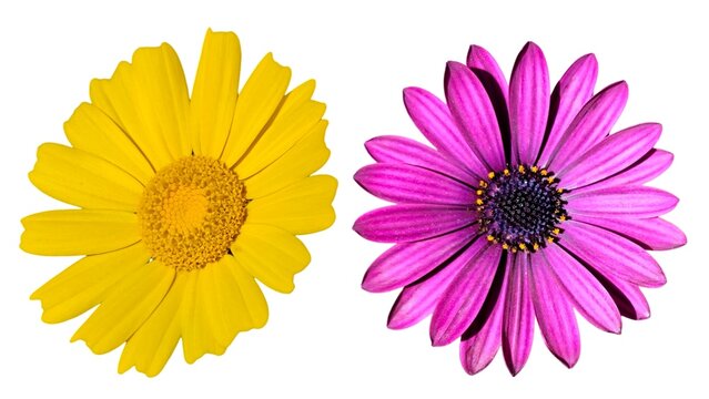 Photo of a bright yellow Crown Daisy (Glebionis coronaria) and a magenta Cape Marguerite (Dimorphotheca ecklonis), isolated on white background.