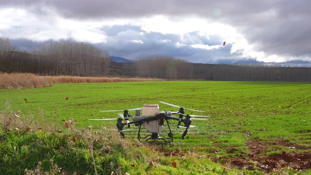 Agricultural drone touches down in wheat field after urea fertilization task