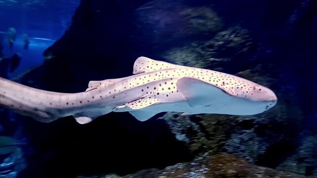 A beautiful zebra shark gracefully swimming in the deep ocean, showcasing its unique pattern and elegant movement