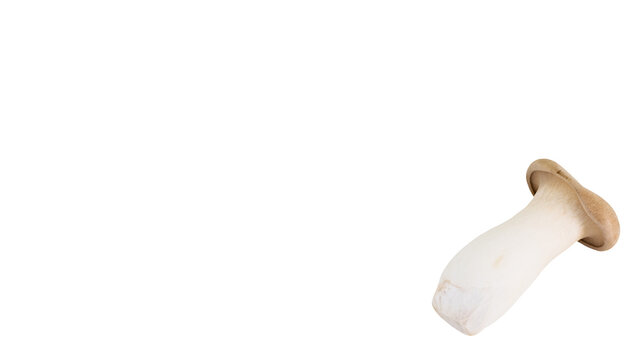 エリンギ 背景透過 マクロ 食材素材