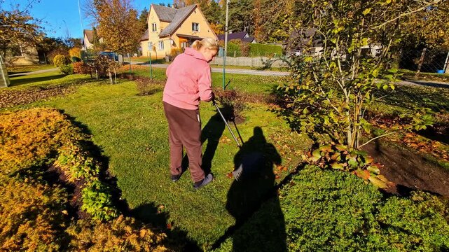 Woman performing autumn garden chores, raking fallen leaves on a sunny day
