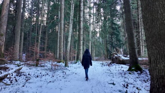 Young woman walks peacefully through snowy ancient Codrii Seculari Slătioara virgin woodland in Bucovina.