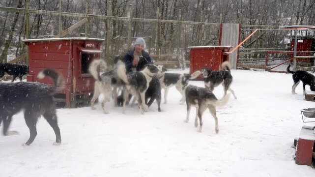 Man playing with his pack of huskies during winter snowfall in fenced enclosure with elevated dog houses