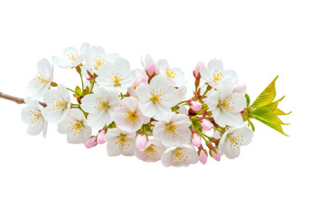 Obraz premium Delicate white cherry blossom branch with pink buds and green leaves, springtime flowering plant, nature's beauty, isolated on transparent background
