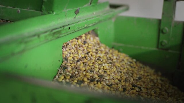 Mixed animal feed including corn and seeds continuously flows from a green agricultural processing machine on a farm