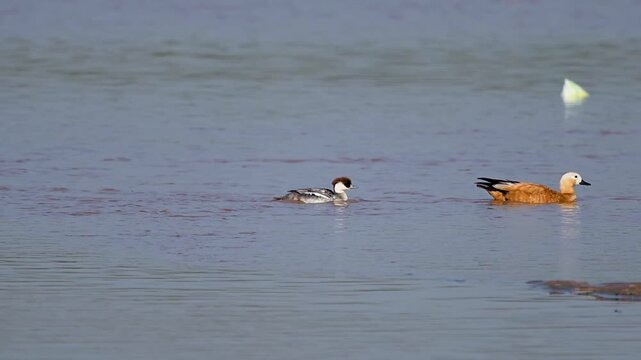 High-definition footage showcasing the size and color contrast between the white-and-black Smew and the orange-brown Ruddy Shelduck.