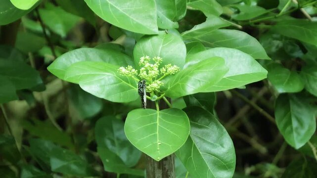 Butterfly rests delicately on a cluster of small white flowers. Green leaves frame the scene with soft, natural light. The insect's wings display intricate black and white patterns