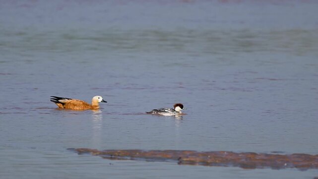Detailed close-up of the Smew&rsquo;s serrated bill as it prepares to dive, with a watchful Ruddy Shelduck gliding in the background.