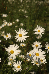 Fototapeta premium white daisies in a field