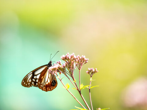 フジバカマ花」の写真素材 | 2,099件の無料イラスト画像 | Adobe Stock