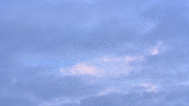 Starling birds (Sturnus vulgaris) engage in a breathtaking murmuration, performing a synchronized aerial display against a vibrant sunset sky in the Netherlands.