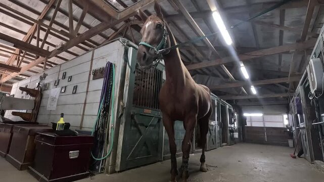 A brown horse in a beautiful stable shaking its head and stomping its hoof in slow motion.