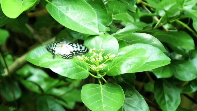 Gray Glassy Tiger Butterfly (Ideopsis juventa) Feeding on Flower in Tropical Garden, Slow Elegant Movement, Close Up Wildlife Footage