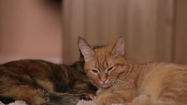 Orange cat and tortoiseshell cat rest together on a plush rug, showcasing their close bond in a warm indoor environment with wooden accents