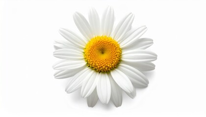 Fototapeta premium Close-up of a fresh white daisy flower with a vibrant yellow center, captured against a clean, isolated white background, symbolizing purity and natural beauty