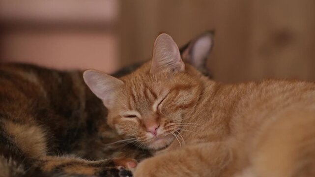 Orange tabby cat relaxes alongside a tortoiseshell cat in a warm indoor space, highlighting their close bond and serene atmosphere