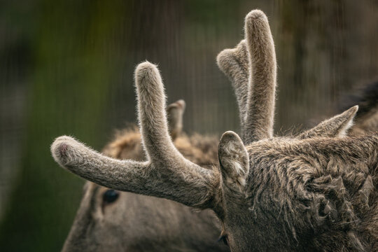 A close-up of the furry antlers of a P&egrave;re David&rsquo;s deer.