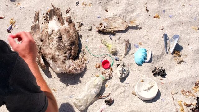 Man on beach removes harmful plastic waste littered near dead seagull and fish