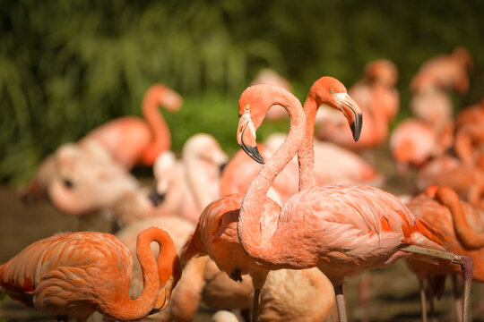 Group of flamingos standing in water with vibrant pink feathers and soft background. Tropical birds in sunny environment.