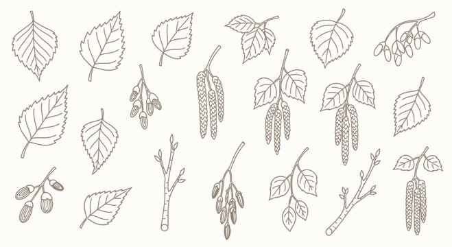 Detailed illustration of leaves and branches with seeds on white background
