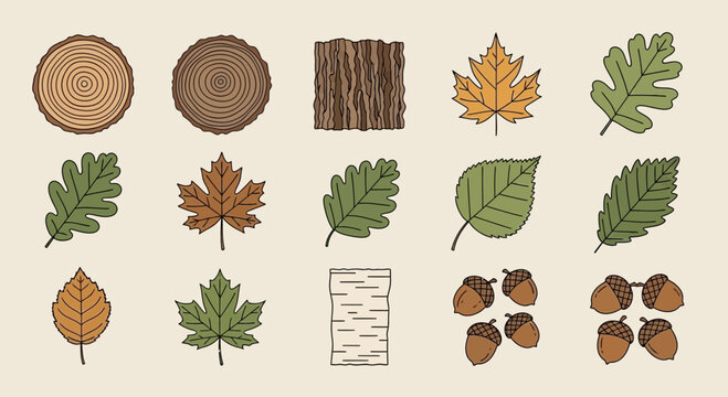 Illustrated collection of leaves tree bark and acorns in a natural style