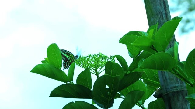 Close-up footage of a Tailed Jay butterfly (Graphium agamemnon) displaying fast and agile flight behavior around tropical flowers. This dynamic scene captures the butterfly&rsquo;s rapid wing movement, hove