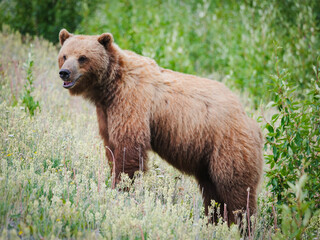Fototapeta premium Magnificent Grizzly Bear Standing in a Lush Field of Greenery and Wildflowers, Capturing its Wild Majesty