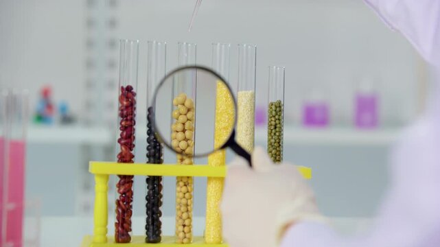 Laboratory scientists observation drips liquid into test tube using a dropper with various soybeans grains for development of gmo products in biochemical lab experiment, seeds of various cereals