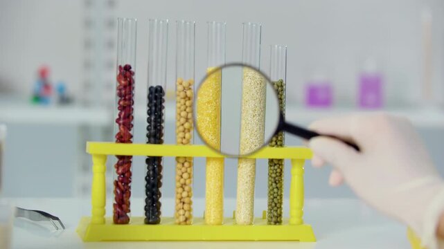 Biochemical laboratory experiment test tubes with seeds of various cereals are arranged on stand, scientist lab magnifying glass observation of grains, biotechnology development of gmo products