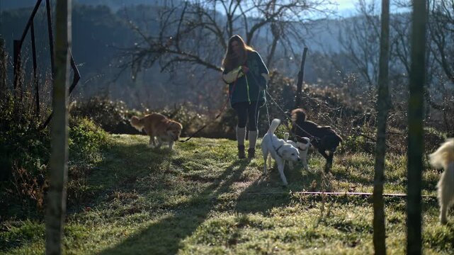 Woman leading a joyful pack of diverse dogs through frosty autumn field at golden hour, misty hills and bare trees in background