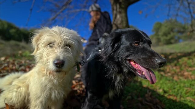 Adorable pair of dogs (white fluffy and black) gazing forward in sunny fall forest setting, owner softly out of focus