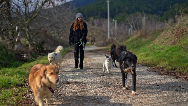 A woman walking multiple rescued dogs along a quiet rural path