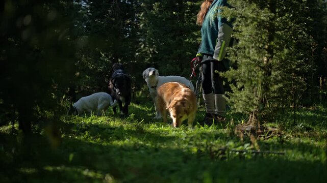 A woman walking multiple dogs through a green forest path during daylight. The scene captures a peaceful outdoor moment.1