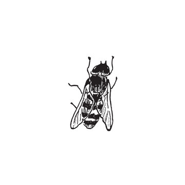 A small fly resembling a bee. Vector ink illustration in an engraving style for design and decoration.