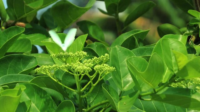 Lemon Emigrant Butterfly (Catopsilia pyranthe) Flying and Feeding on Wild Flowers in Tropical Garden, Natural Sunlight, Close Up Wildlife Footage