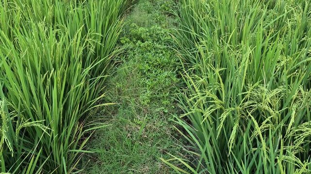 Extensive Green Rice Field Landscape with Fertile Paddy Plants in Rural Indonesia