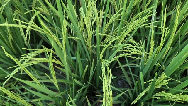 Close-up Detail of Fertile Green Rice Paddy Grains in Agricultural Field