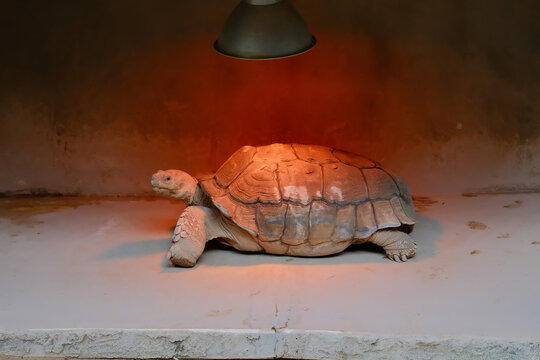 African Spurred Tortoise basking under heat lamp in indoor terrarium Hong Kong exhibit
