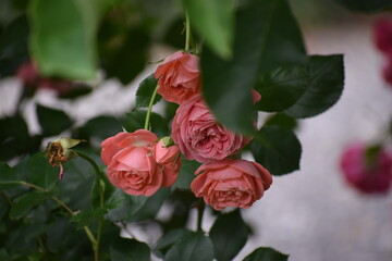 Obraz premium Delicate coral pink roses bloom on a lush green rose bush in soft natural light