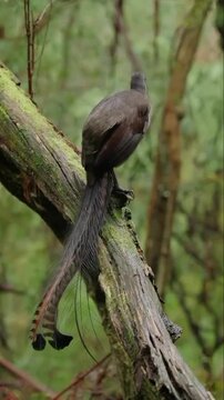 Superb lyrebird displays its magnificent elongated tail feathers while perched upon a moss covered branch in a dense humid Australian forest environment.